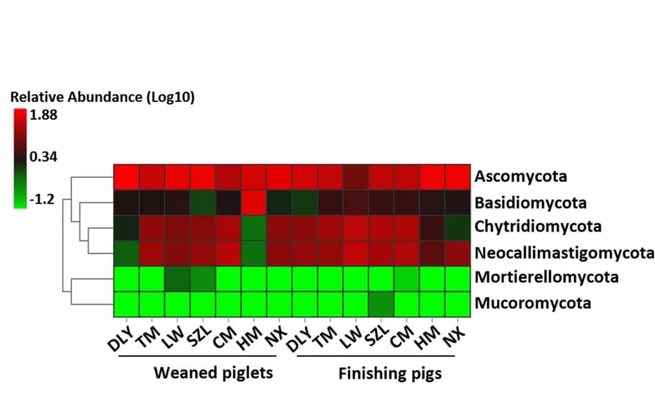 Open access visualization of Heatmap, Clustered, Heatmap Analysis, Gut Fungal Communities, Taxonomic Compositions