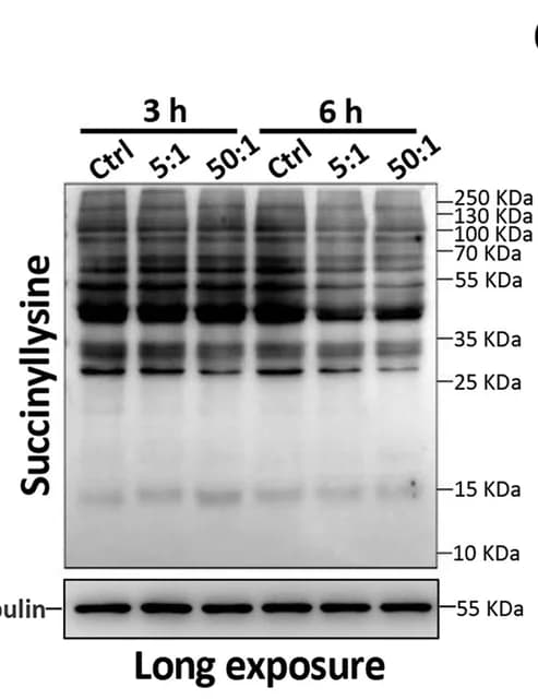 Open access visualization of Gel, Western Blots, Lysine-succinylated Proteins, β-tubulin, IPEC-J2 Cells
