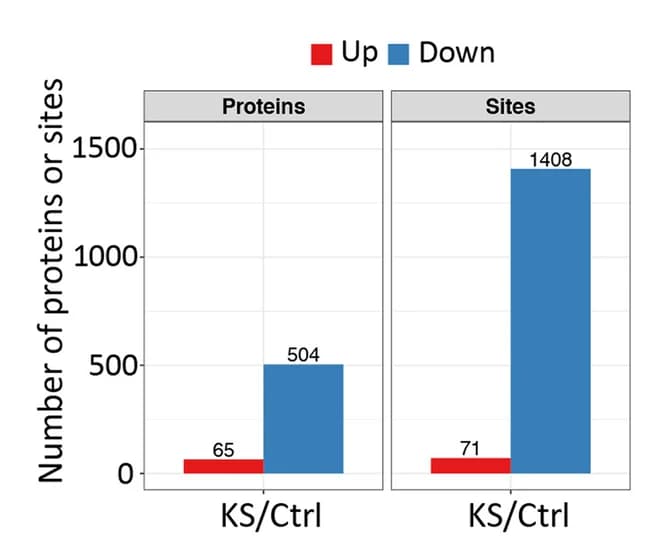 Open access visualization of Bar Plot, Clustered, Statistical Analysis, Proteins, Lysine Succinylation