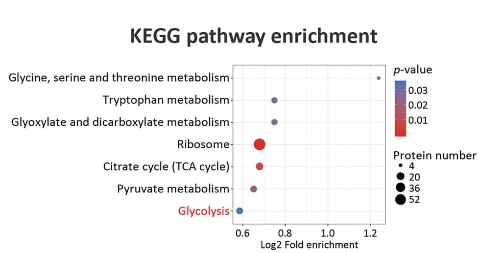 Open access visualization of Scatter Plot, Bubble Plot, Volcano Plot, KEGG Pathways, Lysine-succinylated Proteins