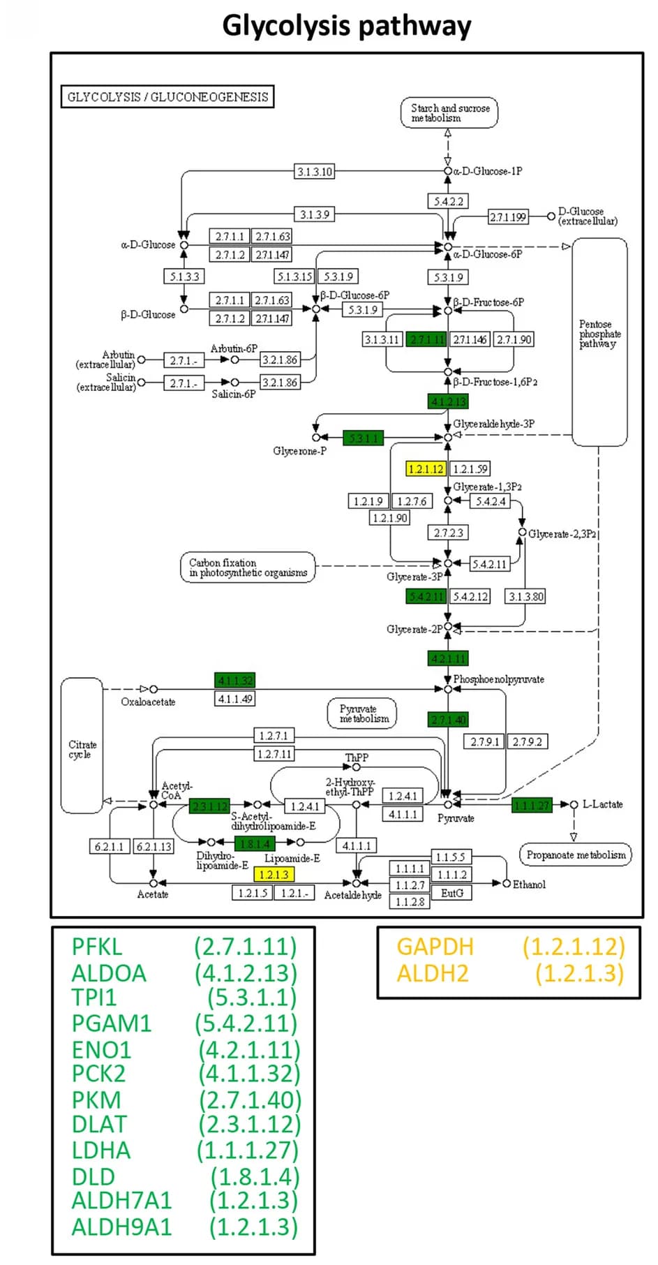 Open access visualization of Workflow, Flowchart, Lysine-succinylated Proteins, Glycolysis Pathway, K. slooffiae