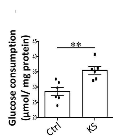 Open access visualization of Bar Plot, Error Bars, Scatter Plot, Glucose Consumption, IPEC-J2 Cells