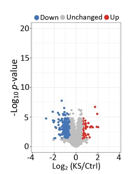 Open access visualization of Volcano Plot, Scatter Plot, Protein Identification, IPEC-J2 Cells, Protein Levels