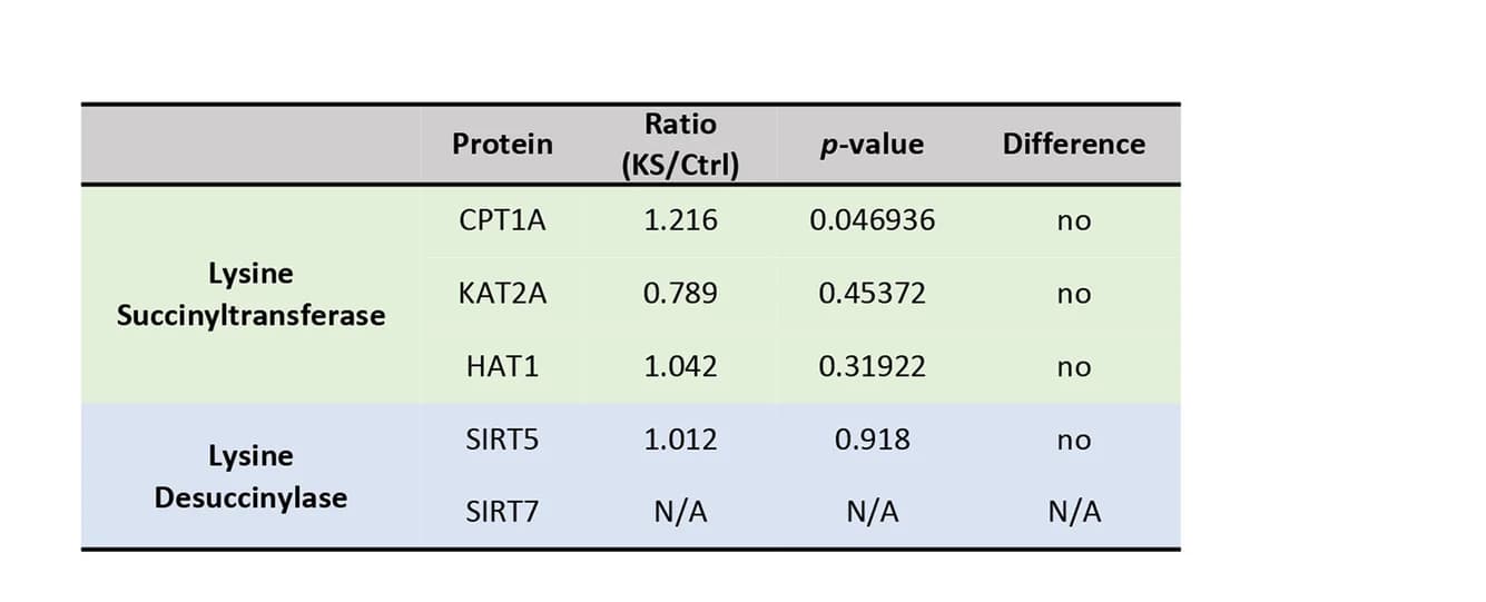 Open access visualization of Table Image, Lysine Succinyltransferases, Lysine Desuccinylases, Protein Levels