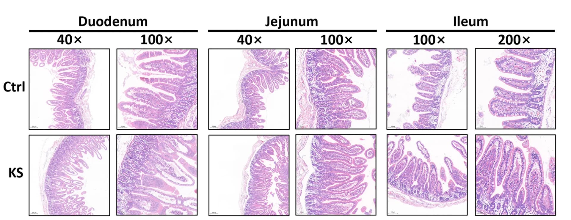 Open access visualization of Microscopy, Intestinal Histology, H&E Staining, Images