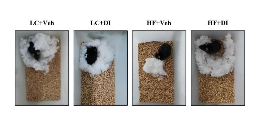 Open access visualization of Photo, Nest building test, Activities of daily living, Mice, Nest result