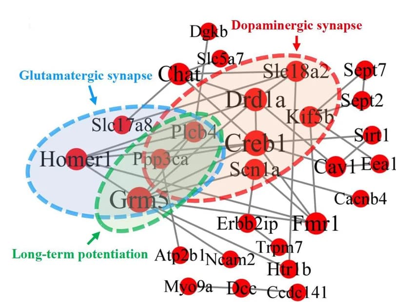 Open access visualization of Network, Pathway, PPI Network Analysis, Pro-Cognitive Genes, STRING Database