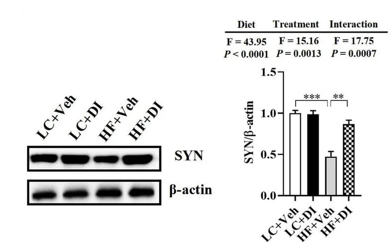 Open access visualization of Bar Plot, Gel, Protein Expression, SYN, Hippocampus