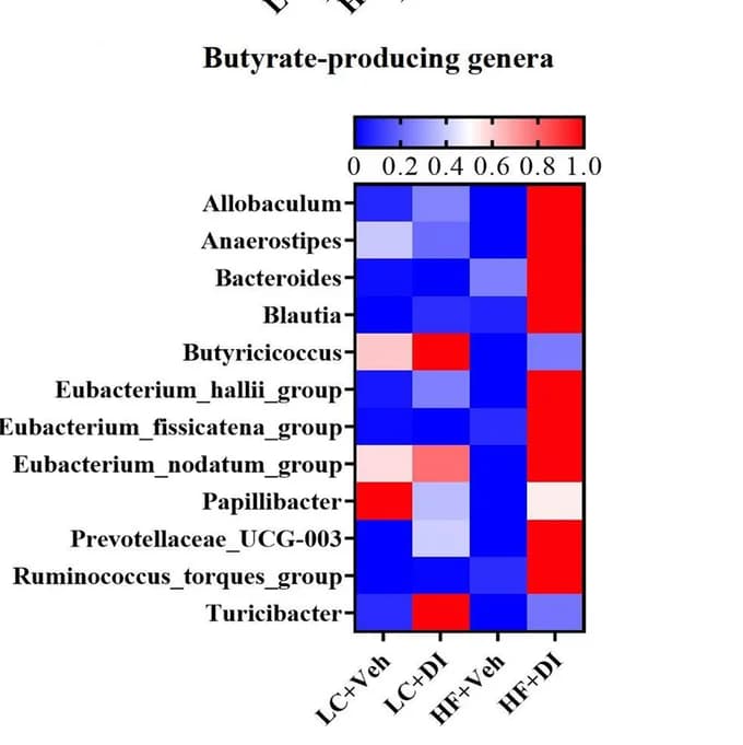 Open access visualization of Heatmap, Genera Abundance Heatmap, Butyrate Production