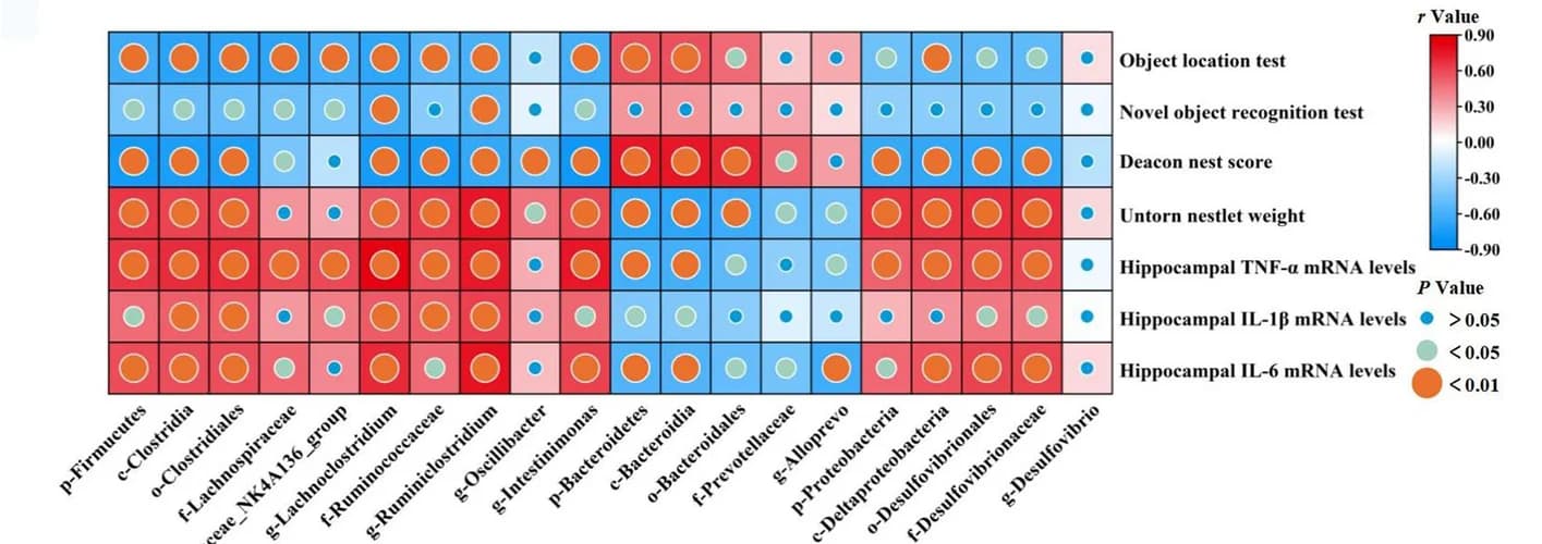 Open access visualization of Heatmap, Bubble Plot, DI supplementation, Gut microbiome, Neuroinflammation