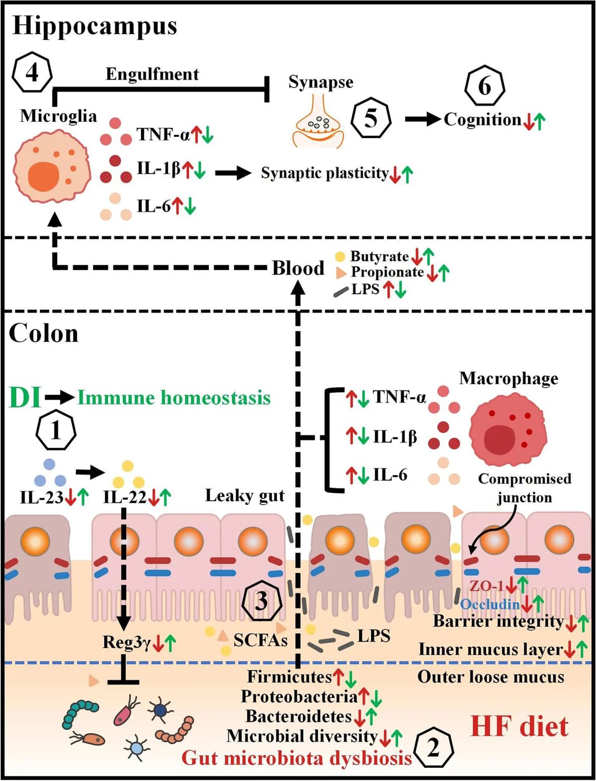 Open access visualization of Workflow, Illustration, DI Supplementation, Cognitive Impairment, HF Diet