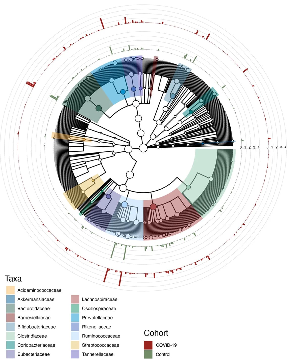 Open access visualization of Network, Bar Plot, Microbial Community, COVID-19 Patients, Control Group
