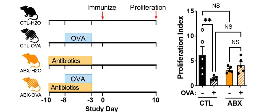 Open access visualization of Bar Plot, Error Bars, Microbiota, Antibiotics, OVA