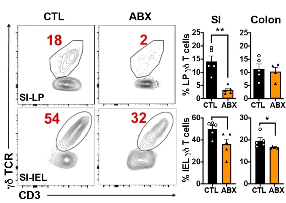 Open access visualization of Bar Plot, Scatter Plot, FACS, CD3+ TCRγδ+ γδ T Cells, Small intestine