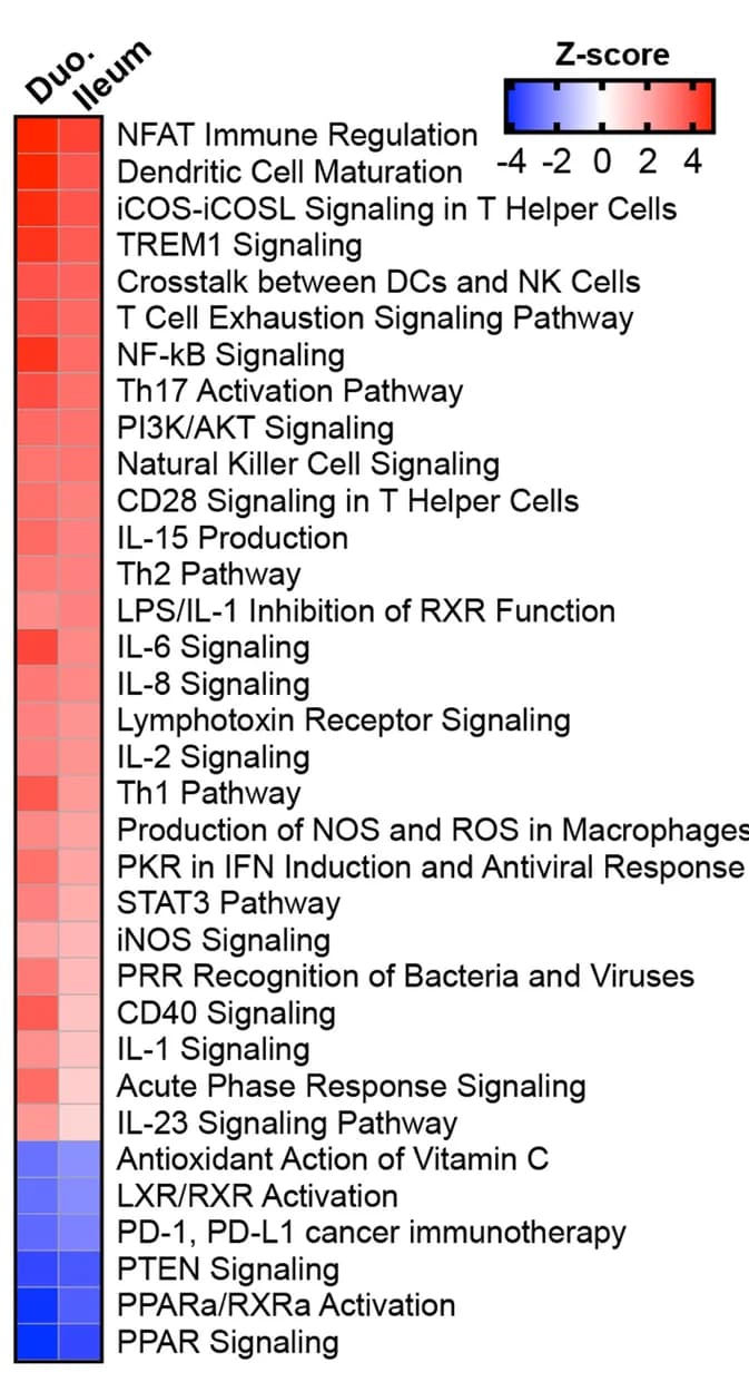 Open access visualization of Heatmap, Transcriptional analysis, Duodenum, Ileal Tissue, Antibiotics
