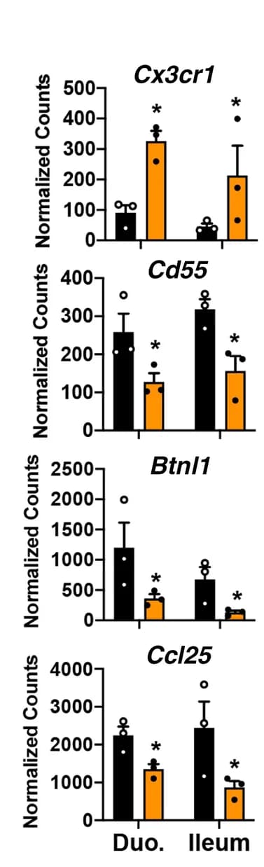 Open access visualization of Bar Plot, Error Bars, Gene expression, Duodenum, Ileum