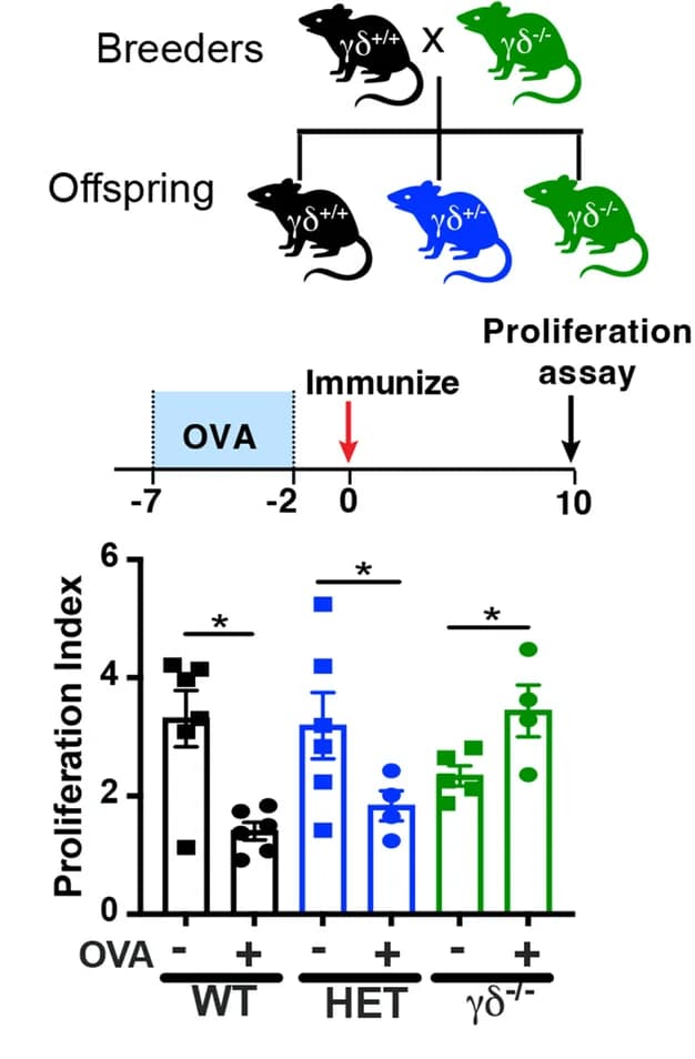 Open access visualization of Bar Plot, Error Bars, Breeding strategy, Oral tolerance induction, OVA