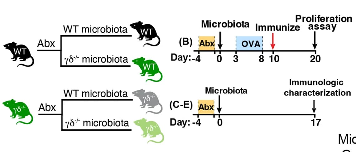 Open access visualization of Workflow, Illustration, Microbiota, Antibiotics, Oral Tolerance