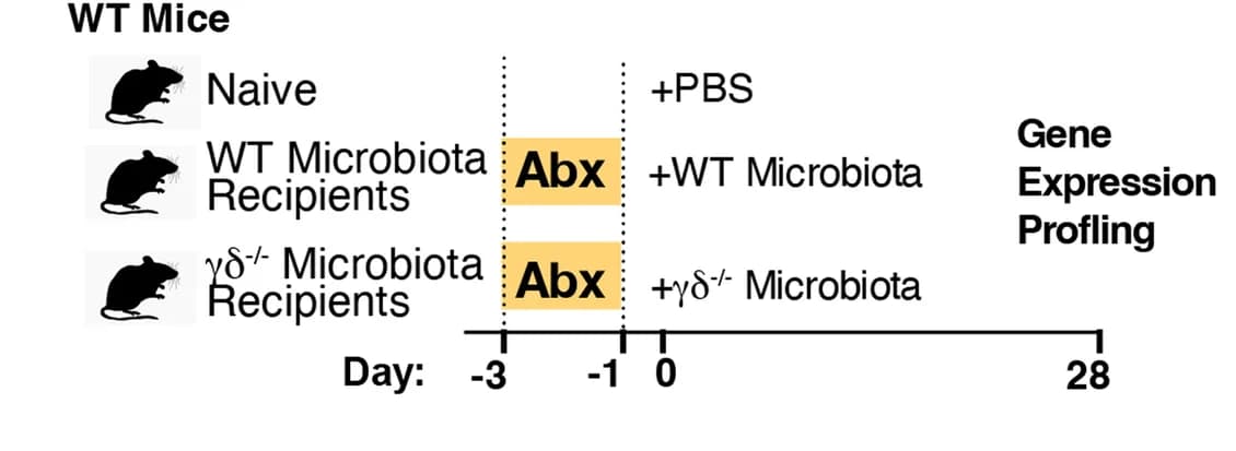 Open access visualization of Workflow, Microbiota, Antibiotics, Mice, Duodenum