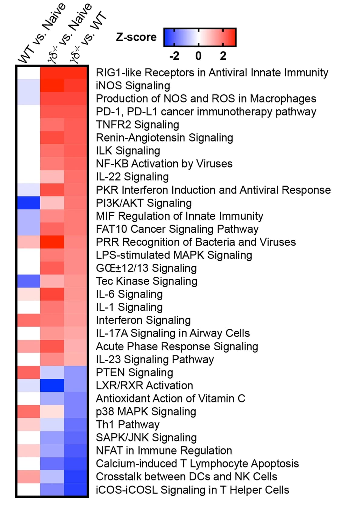 Open access visualization of Heatmap, Canonical pathways, Antibiotic treatment, Ingenuity Pathway
