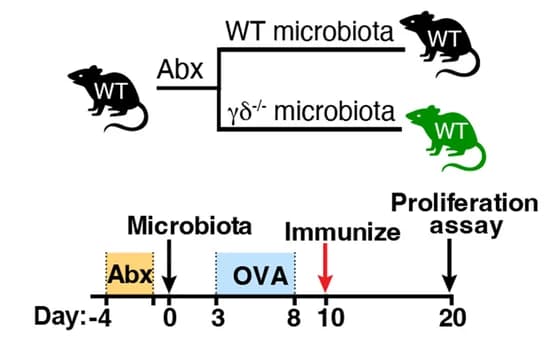Open access visualization of Workflow, Illustration, Antibiotics, Microbiota, Colonization