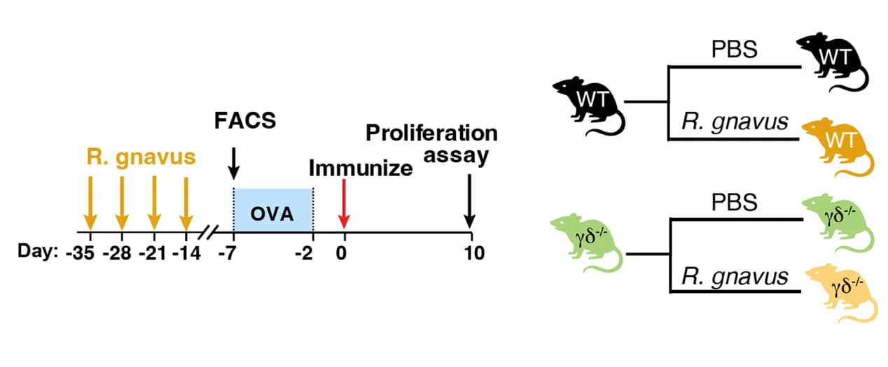 Open access visualization of Workflow, Illustration, WT Mice, γδ −/− Mice, R. gnavus