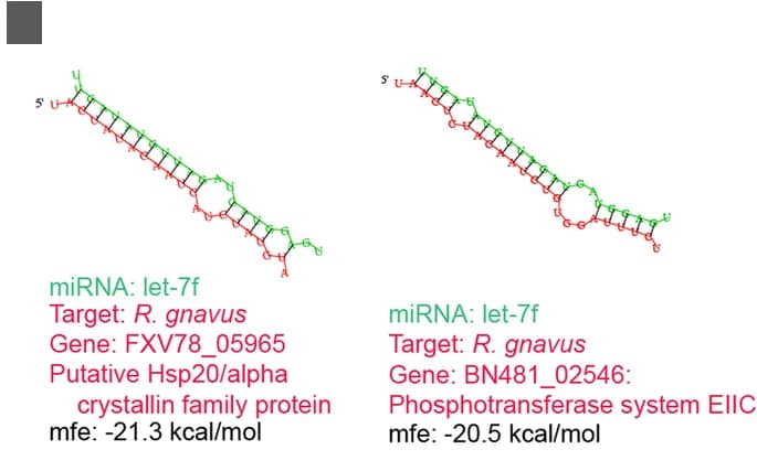 Open access visualization of Chemical Structure, Ruminococcus gnavus, let-7f, RNAhybrid