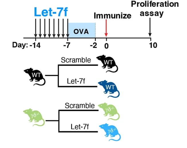 Open access visualization of Workflow, Flowchart, Illustration, let-7f, γδ T cells