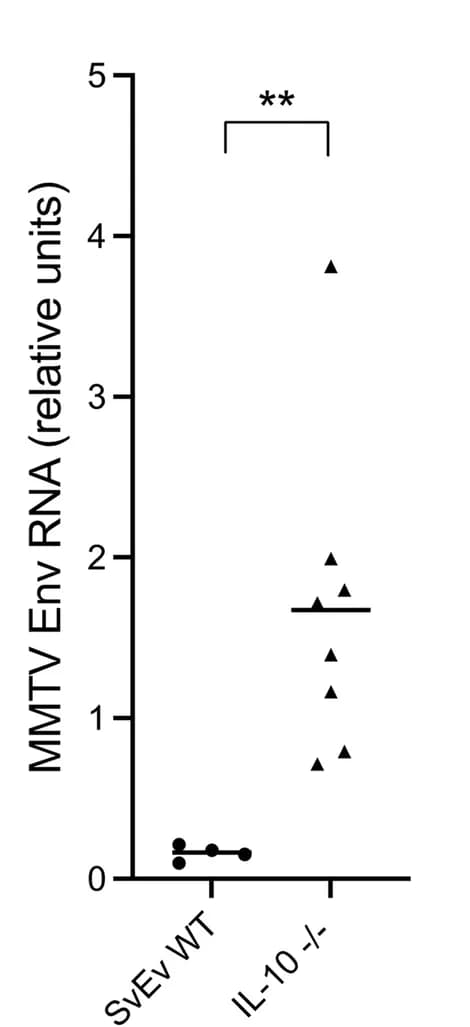 Open access visualization of Scatter Plot, Error Bars, RT-PCR, Colon RNA, MMTV copy number