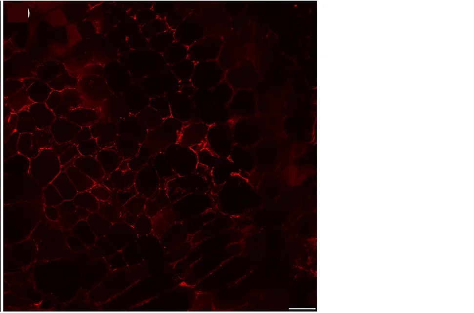 Open access visualization of Microscopy, FISH, Fluorescence, Nitrogen-fixing bacteria, Tomato Root