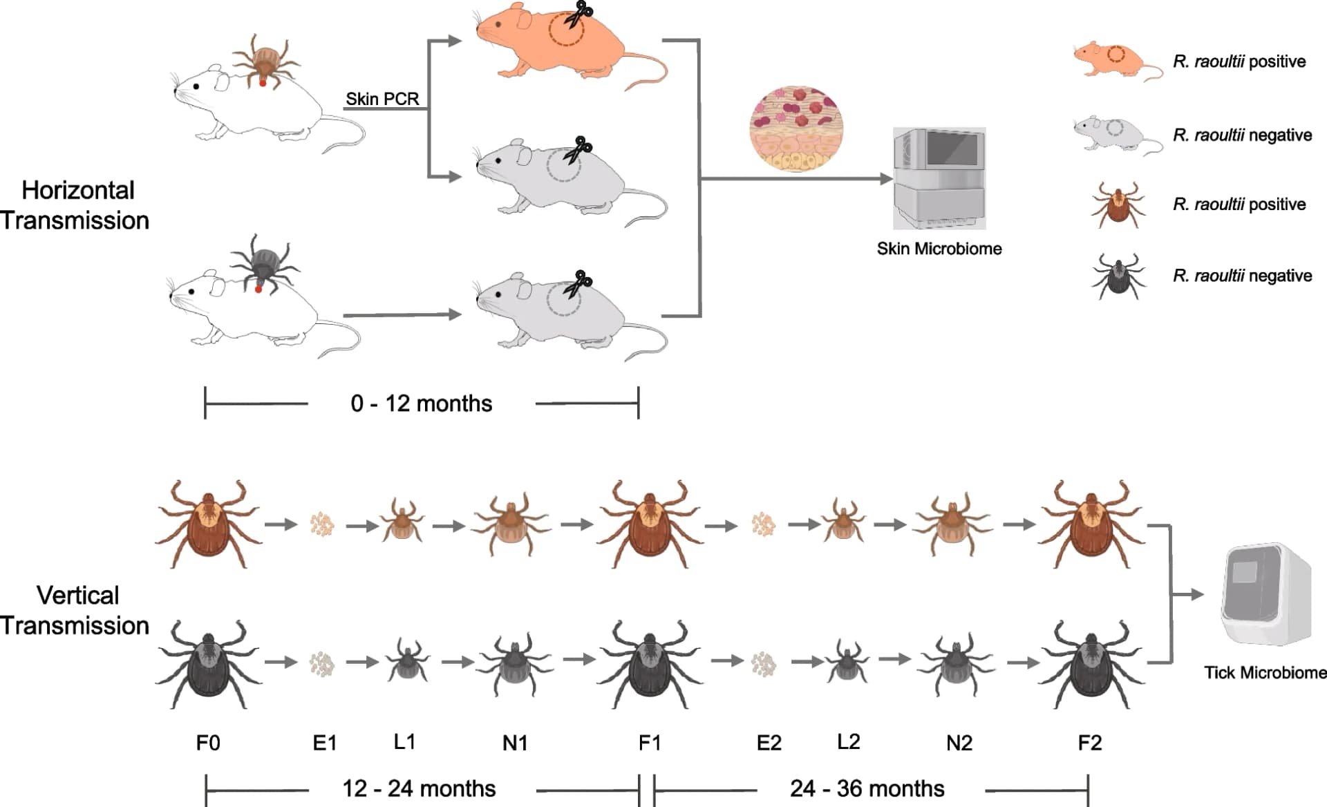 Open access visualization of Workflow, Flowchart, Illustration, Microbiome Analysis, Horizontal Transmission