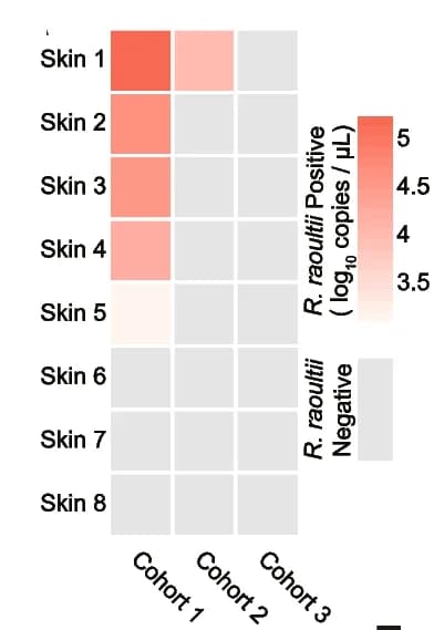 Open access visualization of Heatmap, R. raoultii, Skin, Balb/C Mice, Tick Cohorts