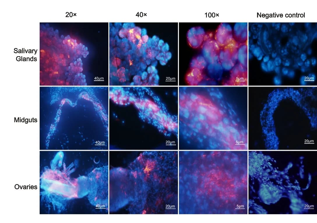 Open access visualization of Microscopy, FISH, R. raoultii, Organs, Nuclei