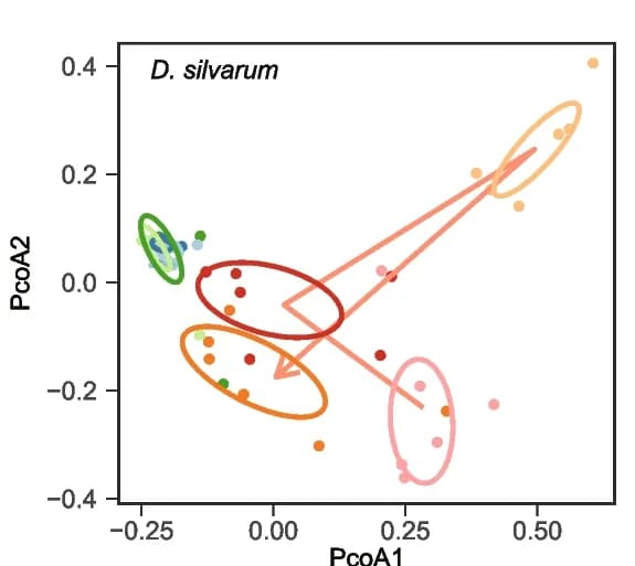 Open access visualization of Scatter Plot, PCoA Analysis, Rickettsial-Positive, Rickettsial-Negative, D. silvarum