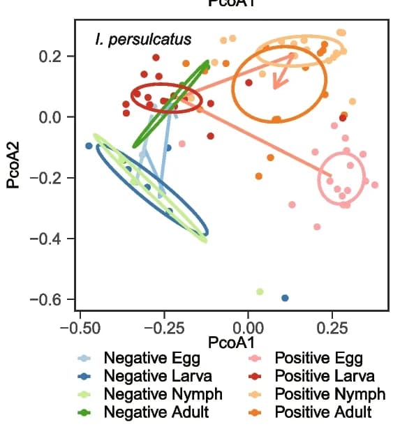 Open access visualization of Scatter Plot, PCoA Analysis, Rickettsial-Positive, Rickettsial-Negative, I. persulcatus