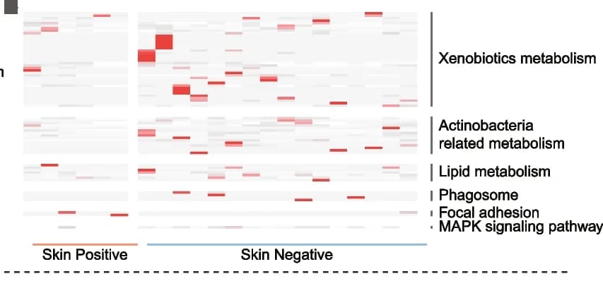Open access visualization of Heatmap, KEGG Pathways, Skin Microbiome, R. raoultii