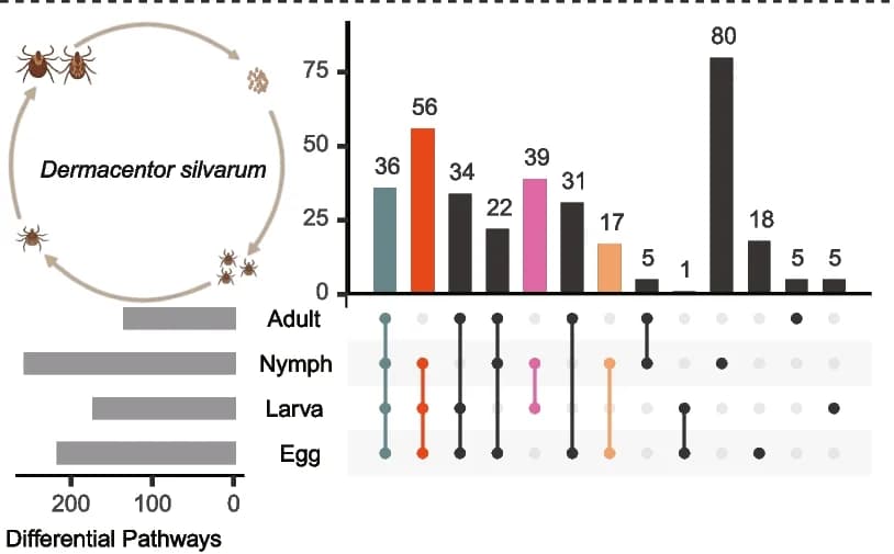 Open access visualization of Bar Plot, Illustration, UpSet, UpSetR Plot, Differential Pathways