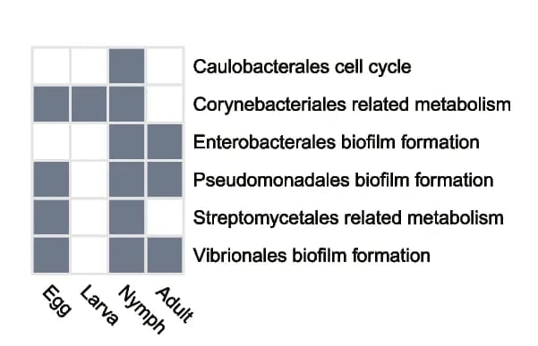 Open access visualization of Heatmap, Differential Pathways, Rickettsia, Tick Colonies, D. silvarum