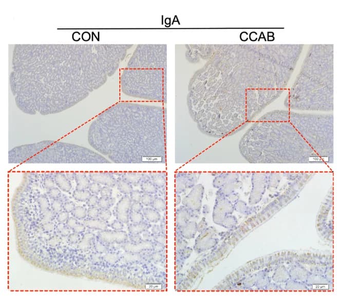 Open access visualization of Microscopy, IgA, Magnums, Hens, IHC-P