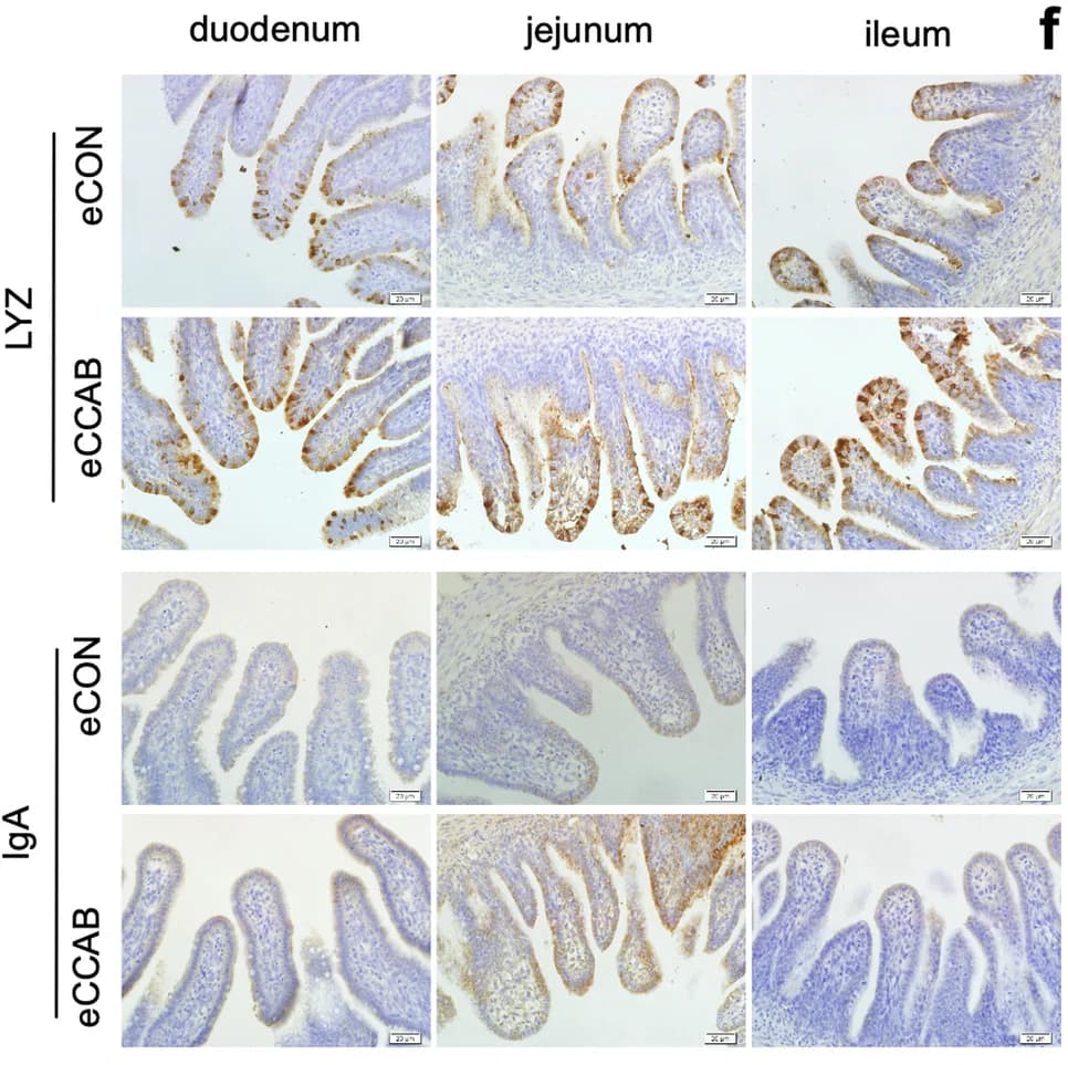 Open access visualization of Microscopy, Photographs, IHC-P, Intestinal Mucosal Immunity, E21