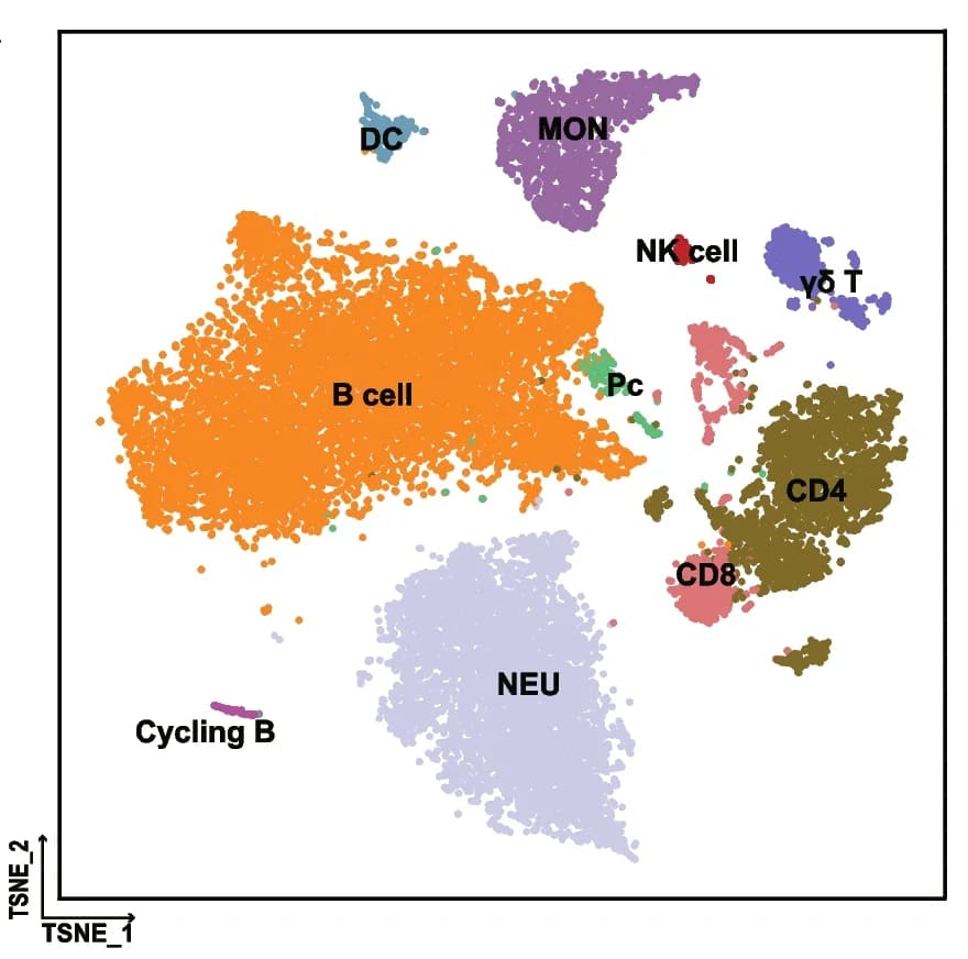 Open access visualization of Scatter Plot, UMAP, PCA, T-distributed Stochastic Neighbor Embedding, T-SNE