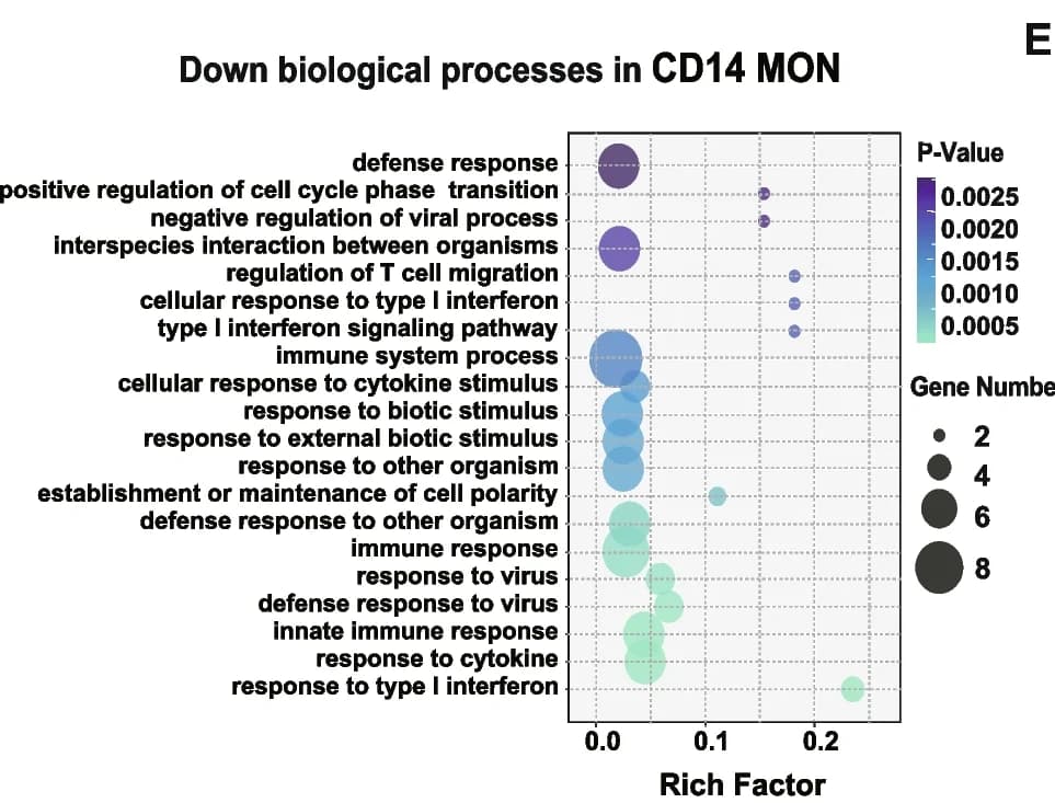 Open access visualization of Bubble Plot, Biological Processes, Downregulated DEGs, CD14+ MON Cells, Cow