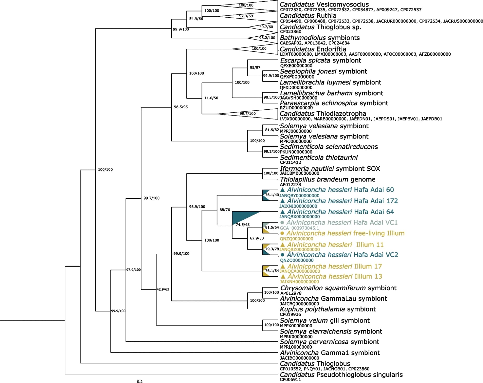 Open access visualization of Line Plot, Phylogenomic Tree, Chemosynthetic Gammaproteobacteria, Single-Copy Core Genes, A. hessleri Symbionts