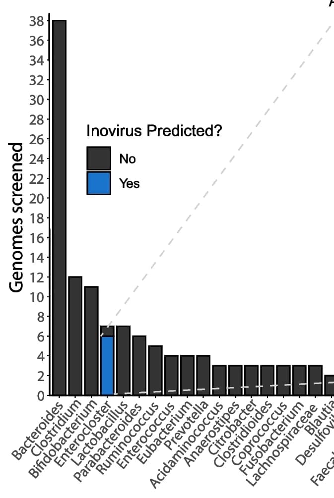 Open access visualization of Bar Plot, Inovirus, Bacterial Genomes, Prophages, Enterocloster