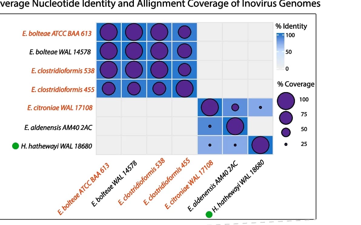 Open access visualization of Heatmap, Bubble Plot, Nucleotide Identity, Inovirus Genomes, Sequence Identity