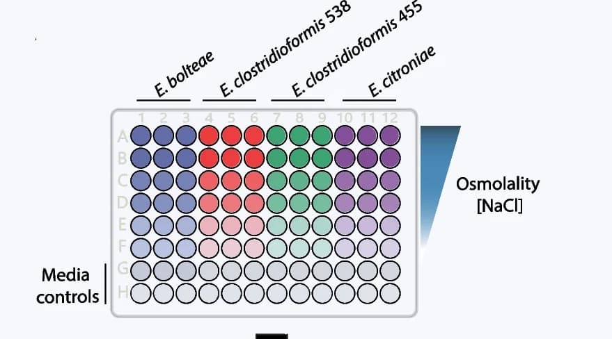Open access visualization of Heatmap, Strains, Osmolalities, Growth curves