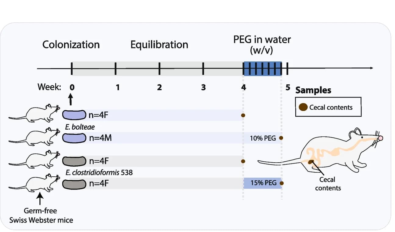 Open access visualization of Workflow, Illustration, Experimental Schematic, Germ-free Mice, PEG Treatment