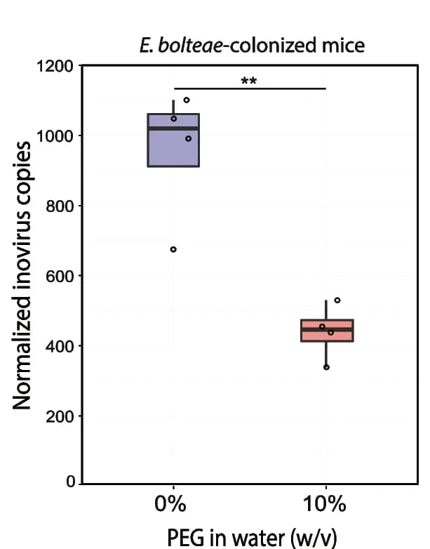 Open access visualization of Box Plot, Scatter Plot, qPCR, Inovirus Production, Cecal Contents