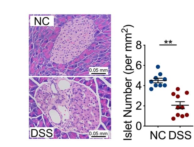 Open access visualization of Microscopy, Scatter Plot, Error Bars, Islets, Pancreatic Tissue