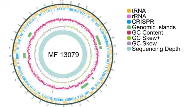 Open access visualization of Line Plot, Genome Atlas, Muribaculaceae, tRNA, rRNA